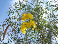 Tecoma stans