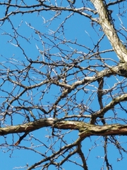 Gleditsia triacanthos