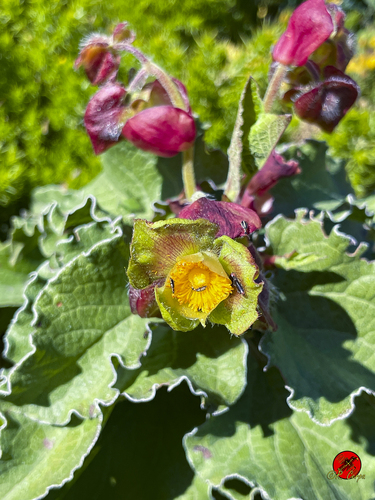 Avistamiento Cistus populifolius