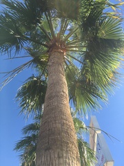 Washingtonia filifera