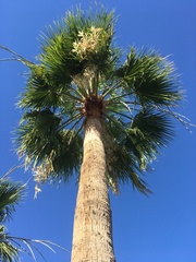 Washingtonia filifera