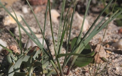 Ferraria densepunctulata