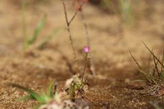 Drosera pulchella