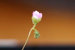Drosera pulchella