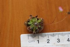 Drosera pulchella
