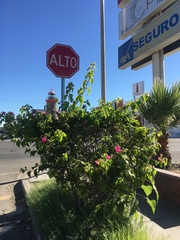 Bougainvillea