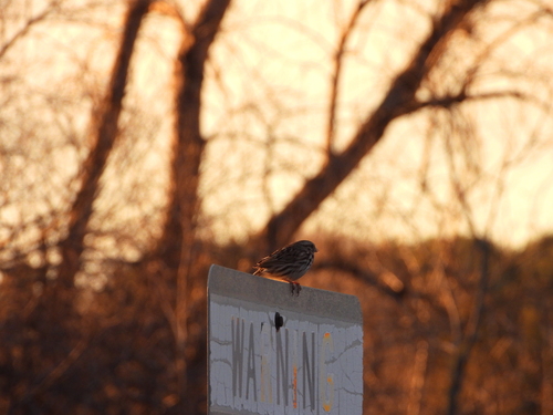 Song Sparrow photographed in Minnesota