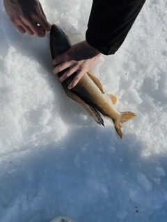 Arctic Grayling