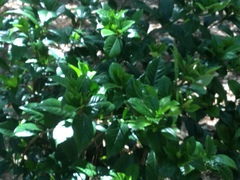 Gardenia jasminoides