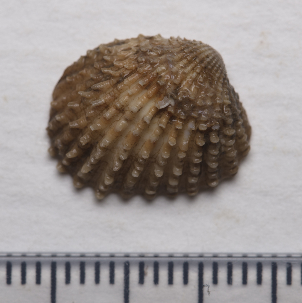 Centrocardita aculeata