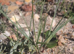 Ferraria densepunctulata