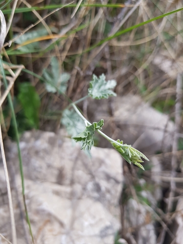 Image of Convolvulus elegantissimus by (c) Bastien Alegot, some rights reserved (CC BY)
