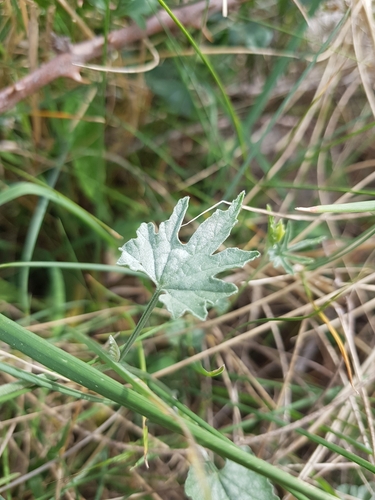 Image of Convolvulus elegantissimus by (c) Bastien Alegot, some rights reserved (CC BY)