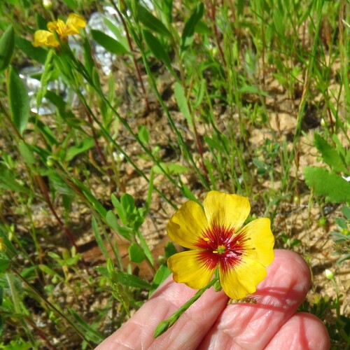 Texas flax (Linum hudsonioides)