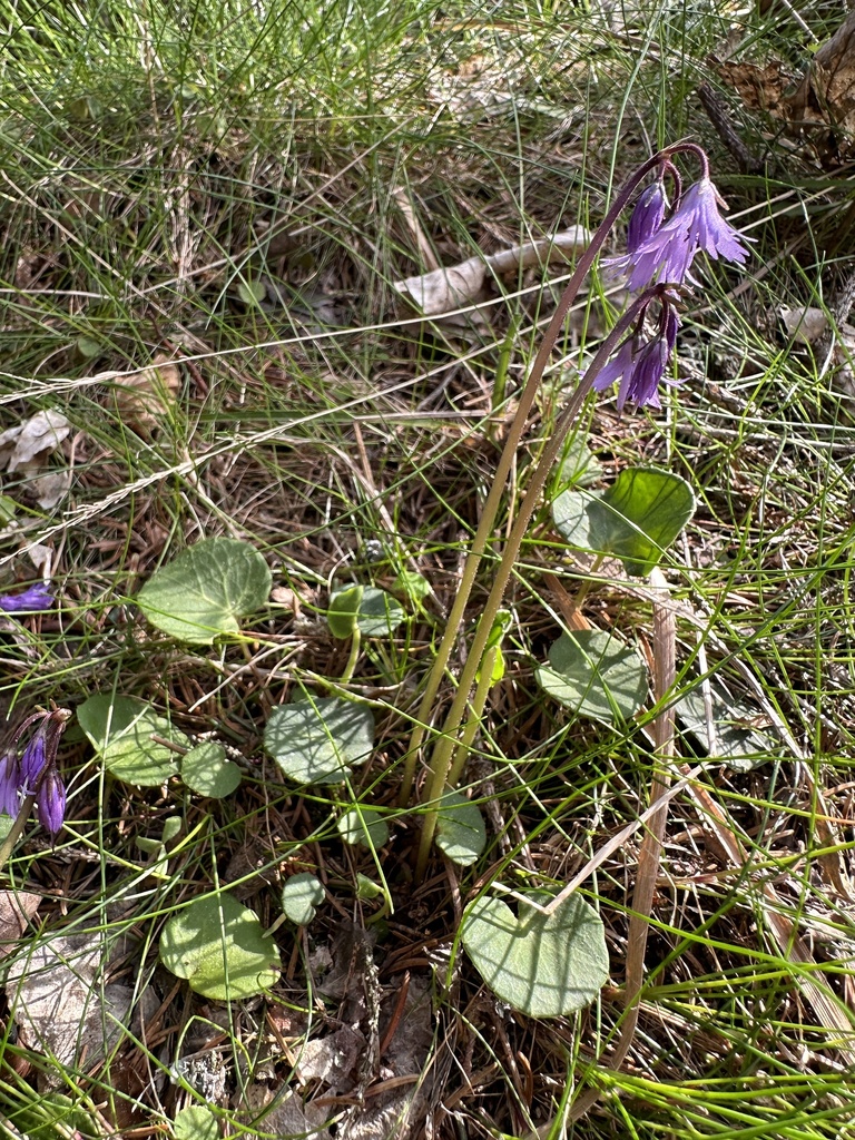 Soldanella major