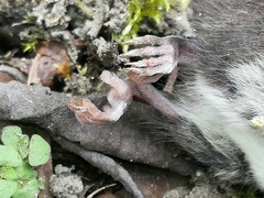 Didelphinae