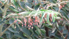 Phyllanthus salviifolius