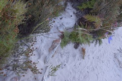 Heliophila linearis linearifolia