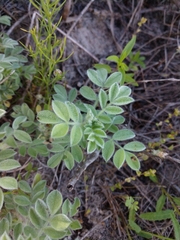 Dalea obovata
