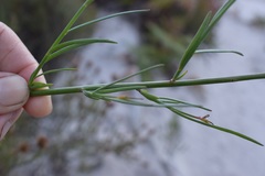Heliophila linearis linearifolia