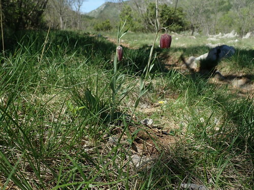 Image of Fritillaria montana by (c) Daniel Cahen, some rights reserved (CC BY)