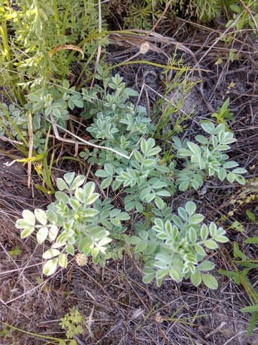 Image of Dalea obovata by (c) Cleveland Powell, some rights reserved (CC BY)