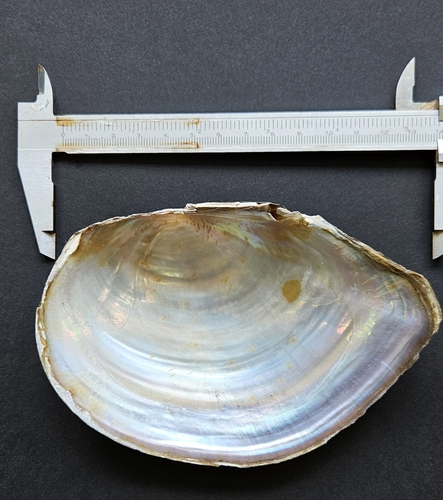 Chinese Pond Mussel