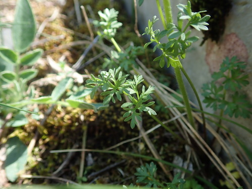 Image of Ranunculus millefoliatus by (c) Daniel Cahen, some rights reserved (CC BY)