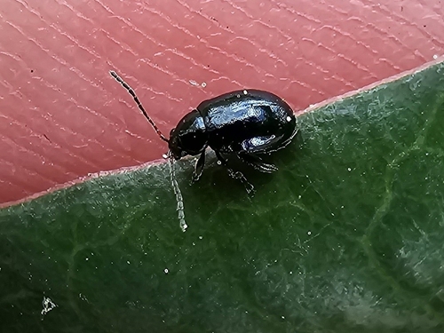 Aphthona violacea