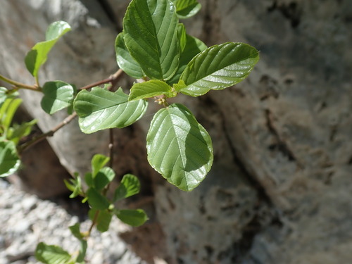 Image of Frangula rupestris by (c) Daniel Cahen, some rights reserved (CC BY)
