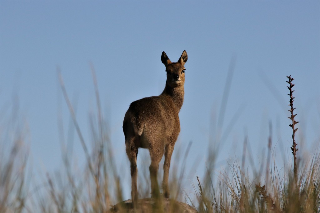Klipspringers