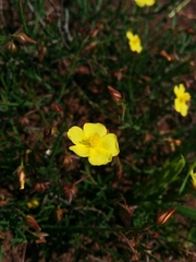 Fumana ericifolia
