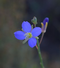 Heliophila linearis linearifolia