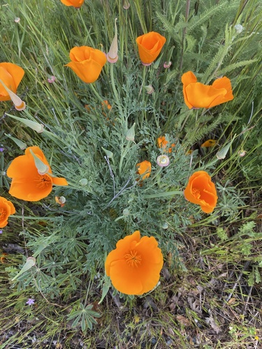 Eschscholzia californica