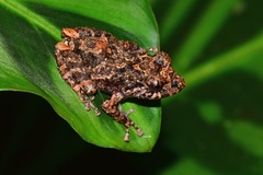 Pristimantis brevicrus