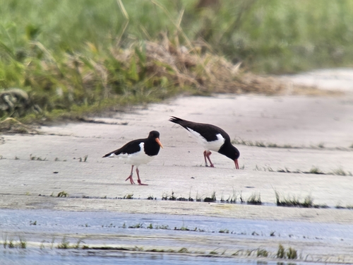 Ostrero euroasiático (Haematopus ostralegus)