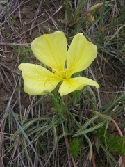 Oenothera howardii