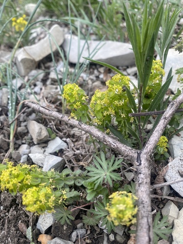 Cruciata taurica (Cruciata taurica)