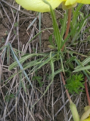 Oenothera howardii