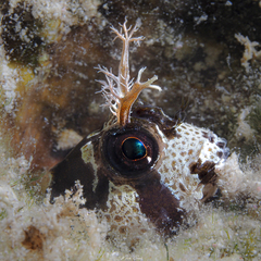 Longhorn Blenny photo 2