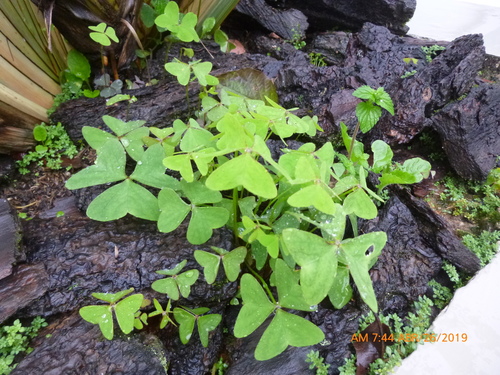 Oxalis latifolia