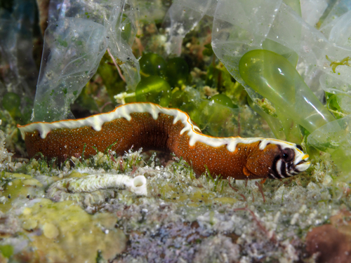 Blackbelly blenny (Stathmonotus hemphillii) — Chaenopsidae
