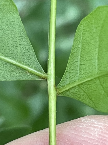 Pistacia chinensis