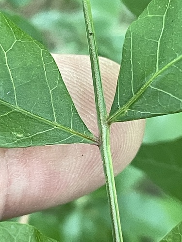 Pistacia chinensis
