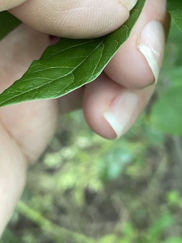 Pistacia chinensis