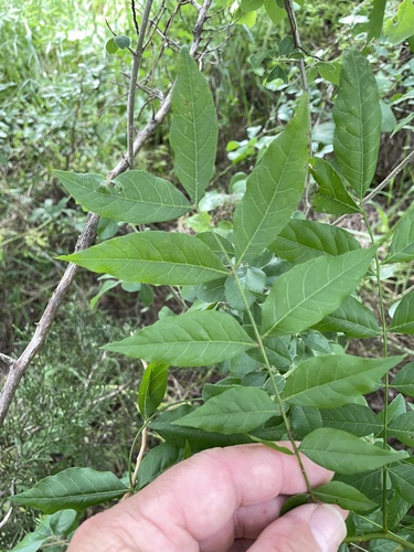 Pistacia chinensis