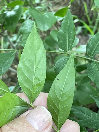 Pistacia chinensis