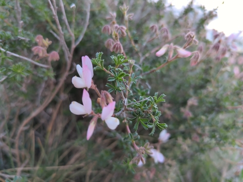 Shrubby restharrow (Ononis fruticosa)