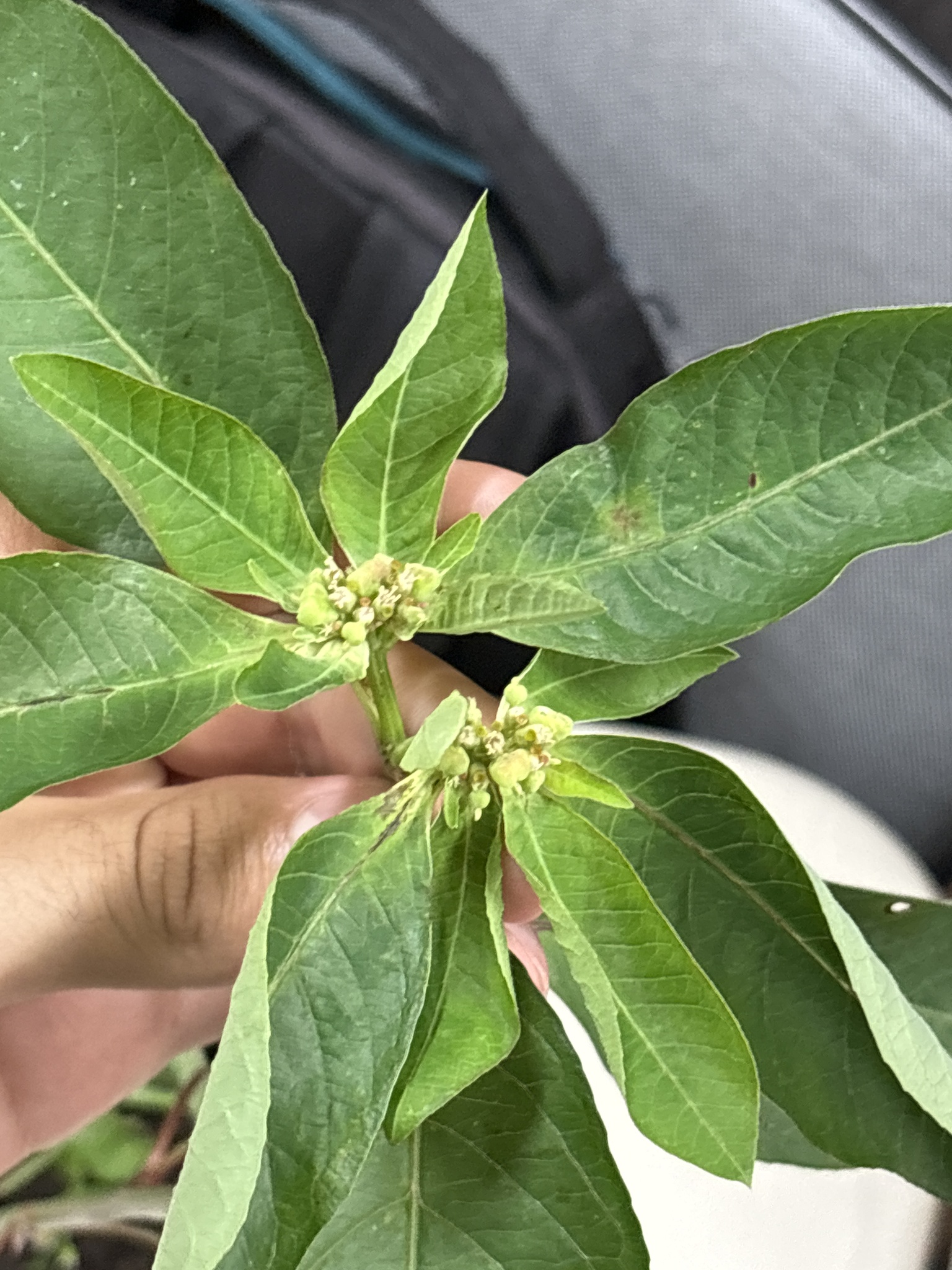 Euphorbia heterophylla