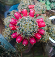 Mammillaria prolifera
